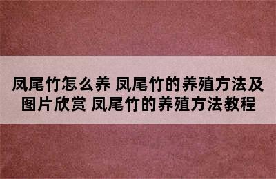 凤尾竹怎么养 凤尾竹的养殖方法及图片欣赏 凤尾竹的养殖方法教程